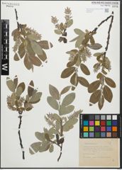 Foto von Salix glauca L.